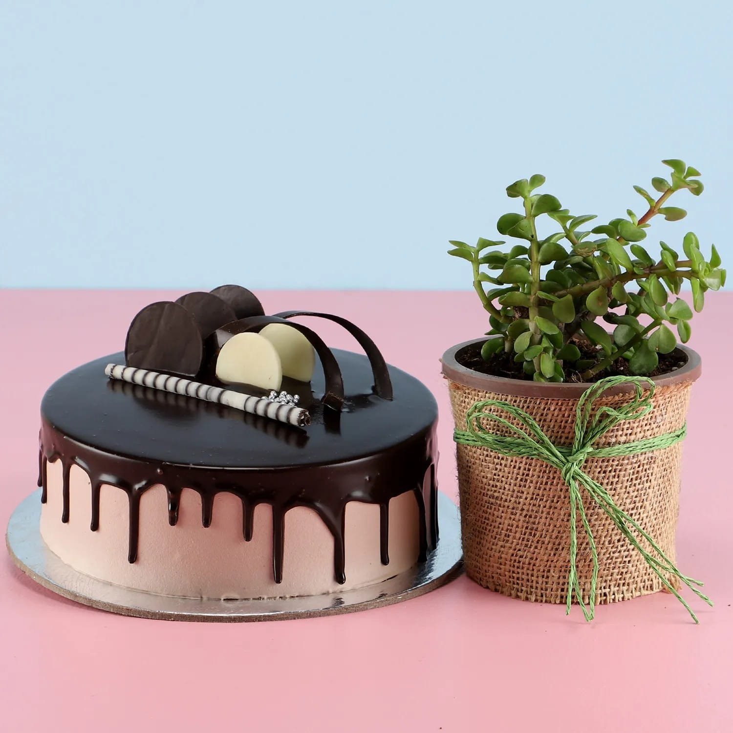 plant  with cake