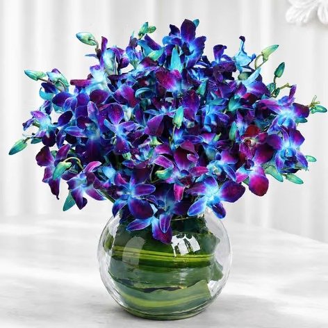 Moonlight Orchids