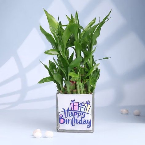 The Bday Plant