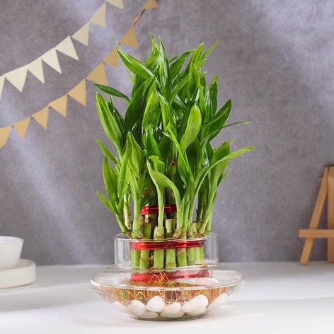 3 Layer bamboo