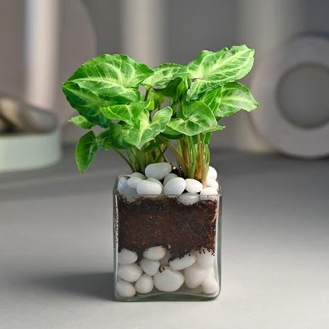 Syngonium