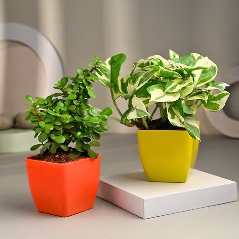 Pothos n jade plant