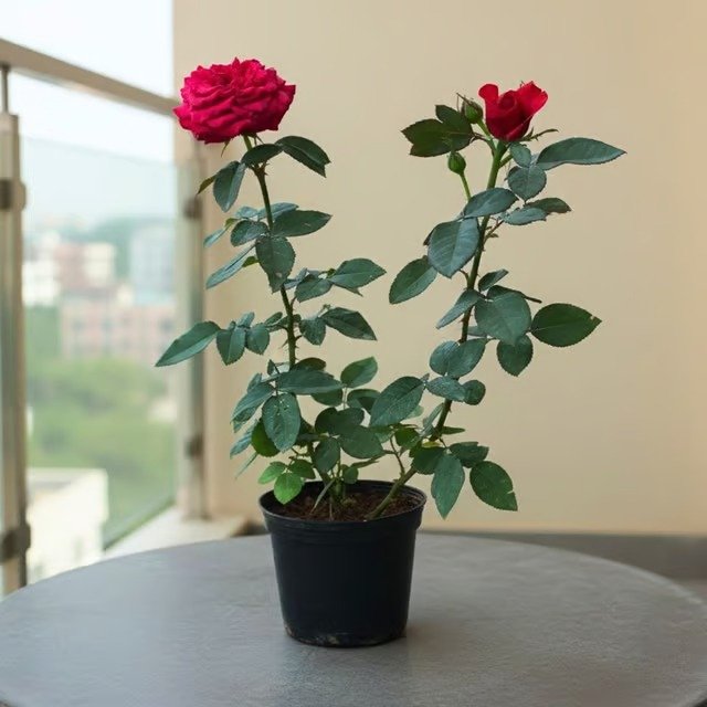 Rose plant