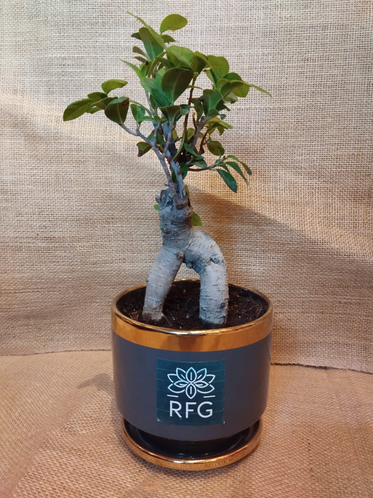 Microcarpa Bonsai