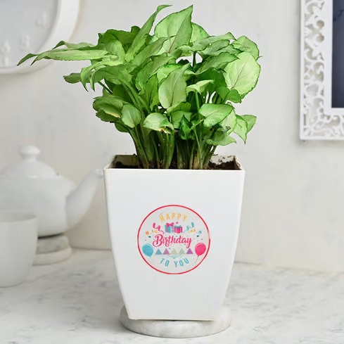 Syngonium Plant in pot