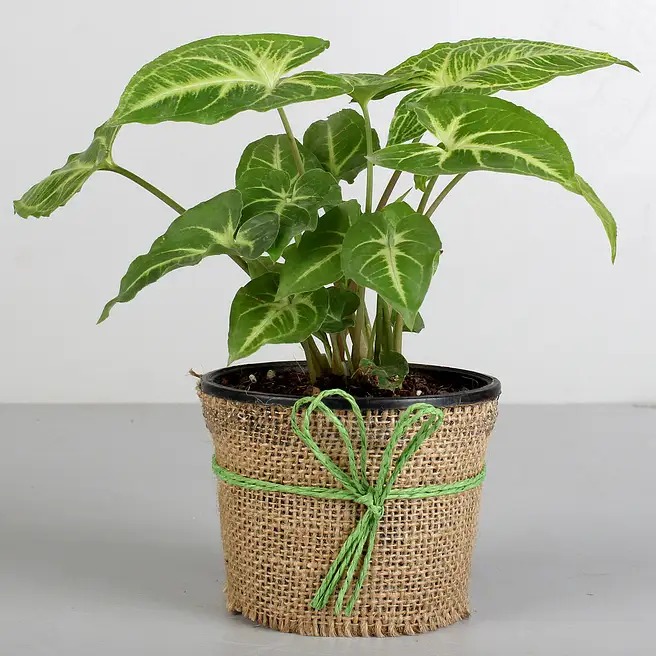 Classic Syngonium