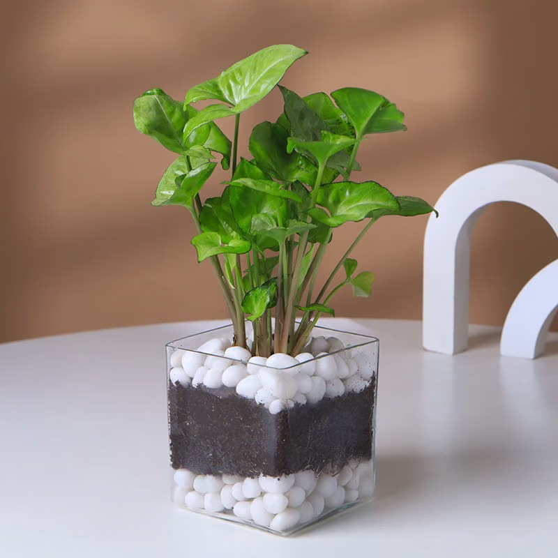Serene Syngonium