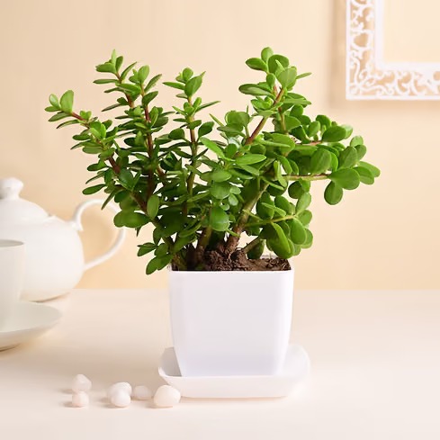 jade blossam pot