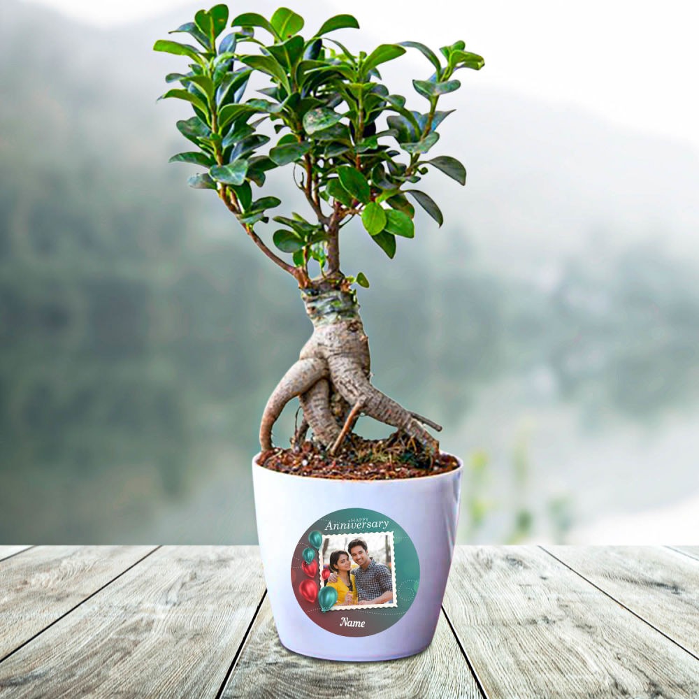 ficus bonsai