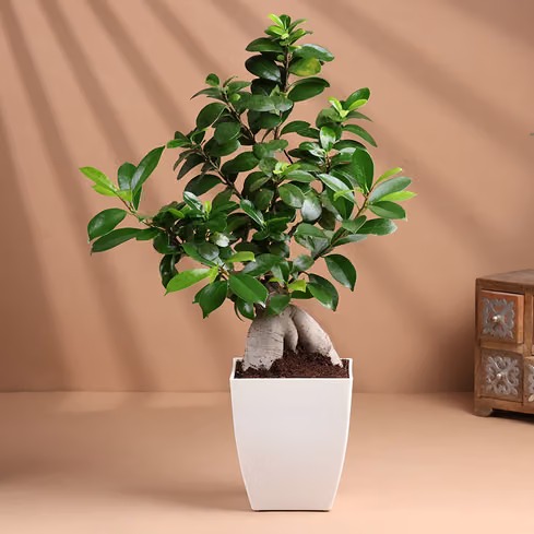 Romantic Ficus