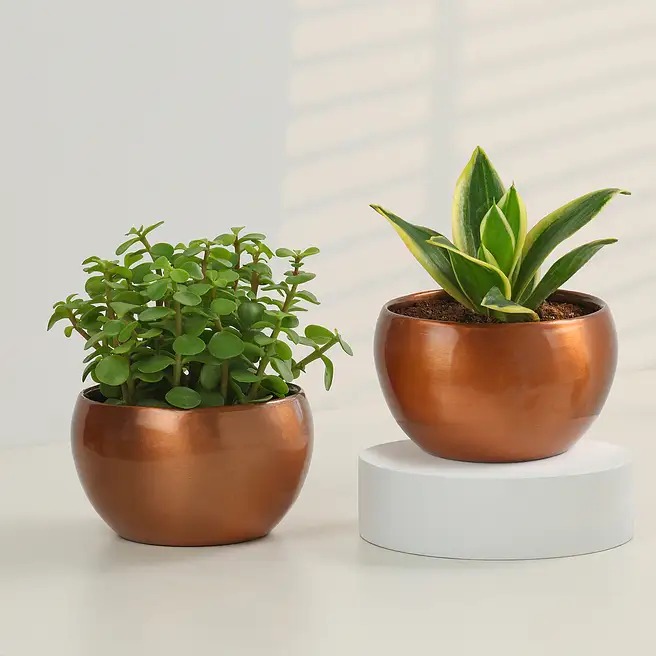 cooper pot plant