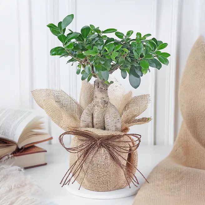 bonsai in jute