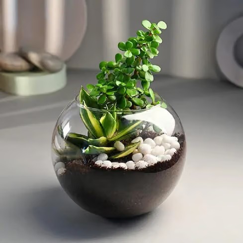 Plant In Fishbowl