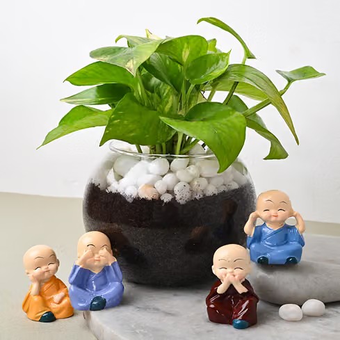money plant