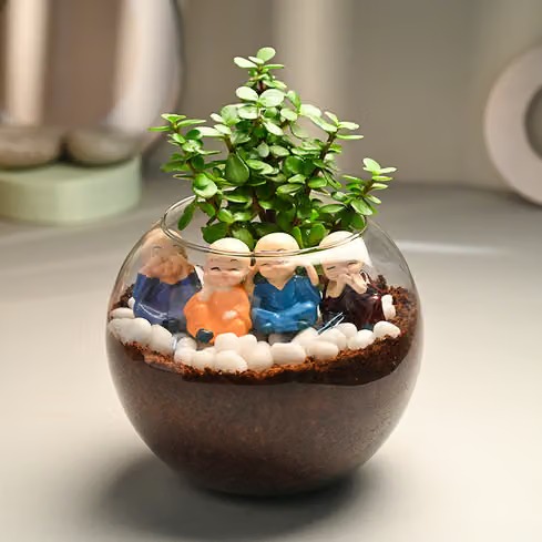Monk jade plant