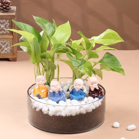 lucky money plant