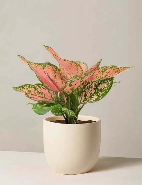 algonema plant