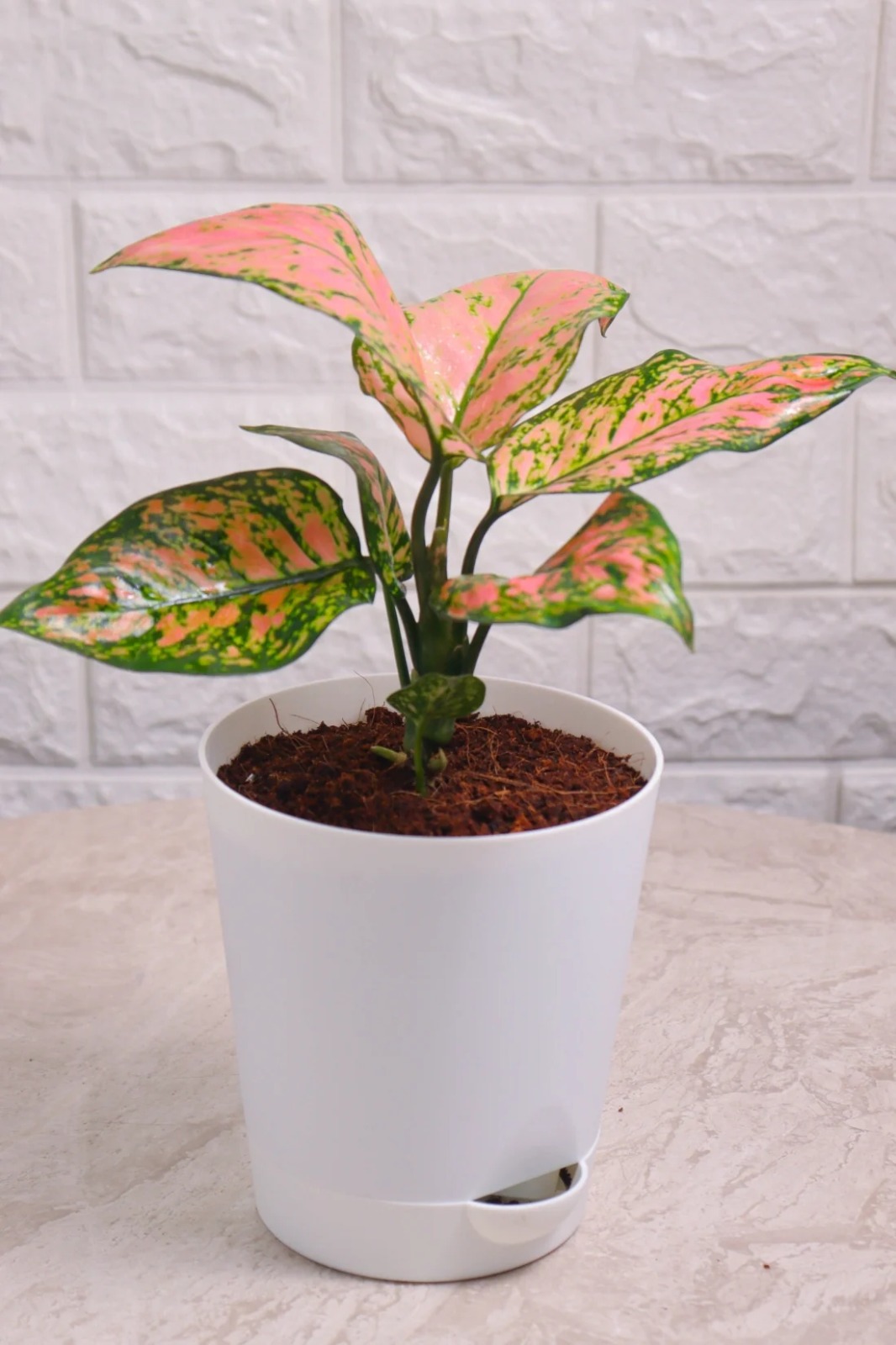 hybried algonium