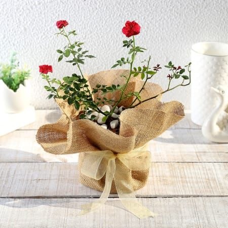 love rose plant