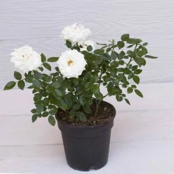 white  roses plant