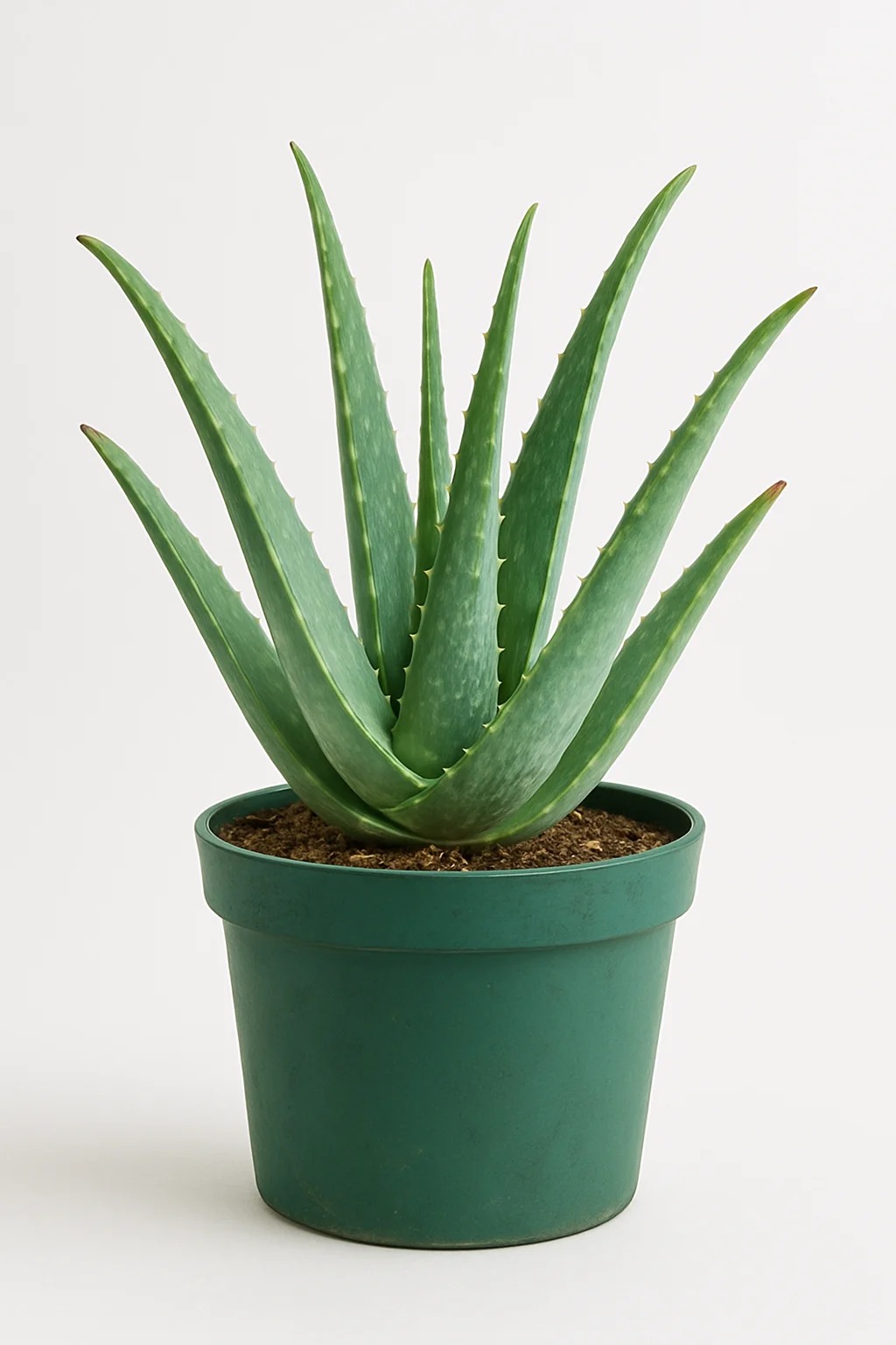 aloe veera plant