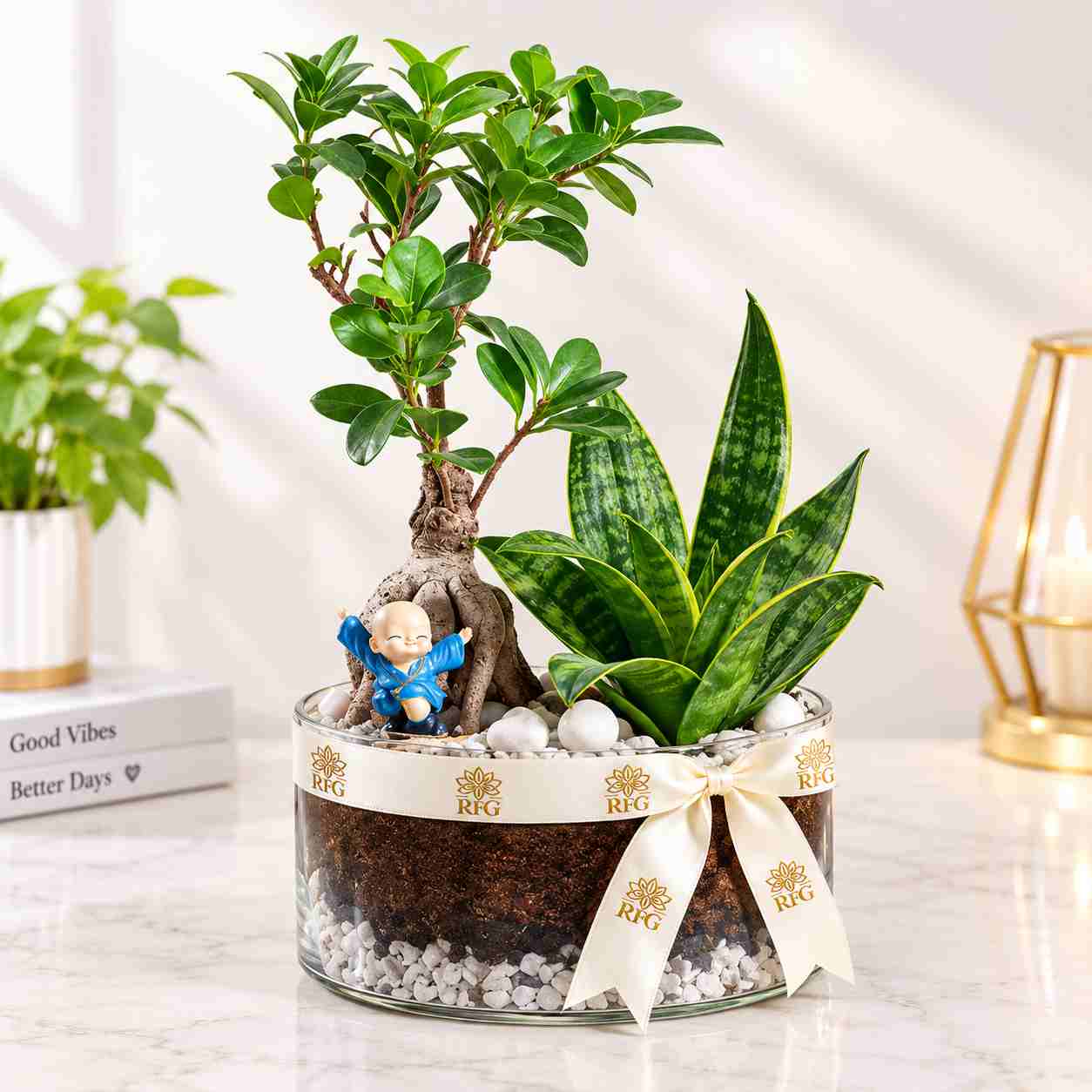 budha terrarium plant